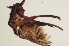 Fekvo-lo-reszlet-papir-gouache-festmeny-20.7x33.9-cm